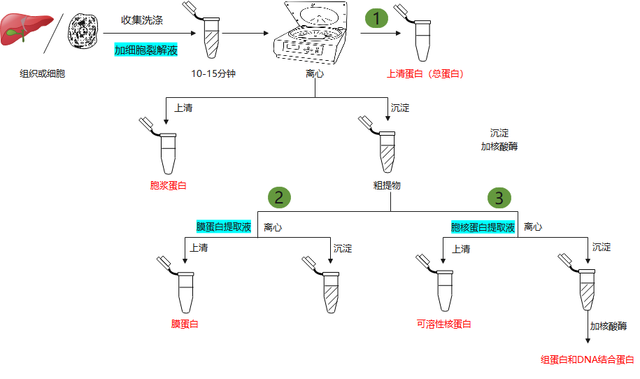 WB专栏——好的样本制备是实验成功的一半