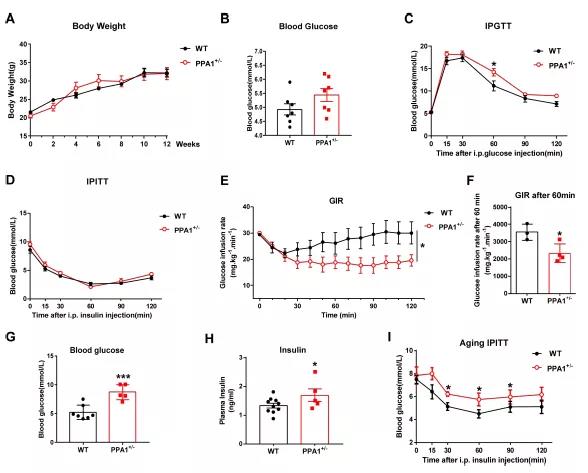 PPA1基因敲除小鼠模型