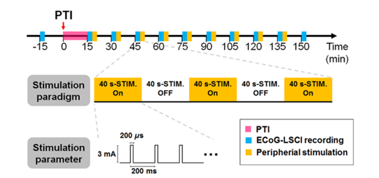 缺血性卒中治疗的新方向｜肢体电刺激的效应与神经血管耦联机制