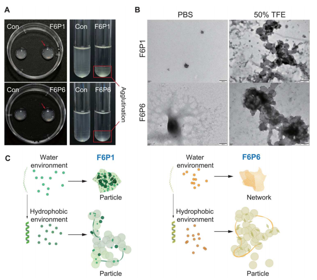 Science子刊：肠道靶向纳米颗粒可针对产气荚膜梭菌感染提供特异性靶向抗菌肽
