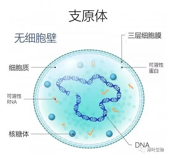 细胞培养-支原体污染-检测方法大全