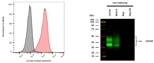 抗人CD165纯化抗体限时促销，速来抢购