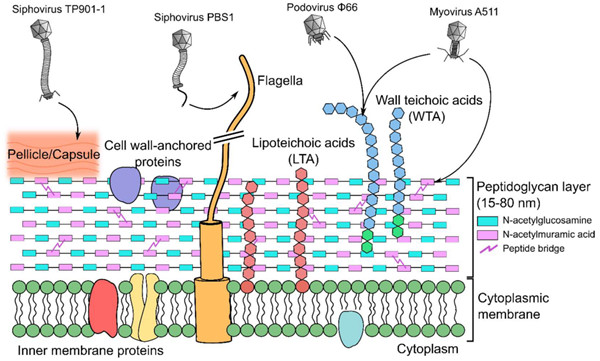 Abbexa：人脂磷壁酸（LTA）ELISA试剂盒
