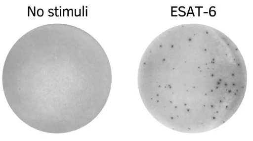PepPool:TB(ESAT-6)scanning，限时促销大放价！