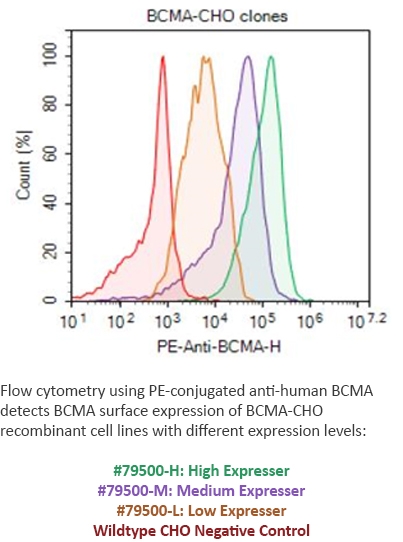 BCMA CHO Cell Line FACS