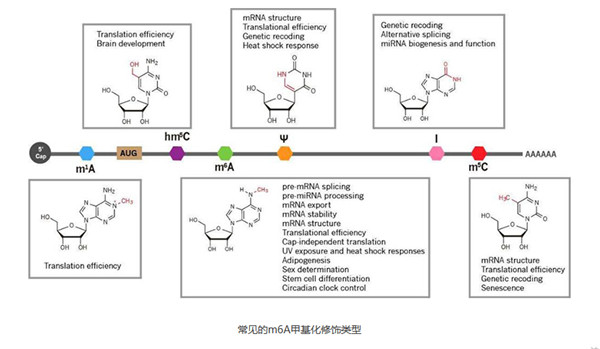 M6A RNA甲基化定量检测试剂盒——优化的、完整的的试剂组合