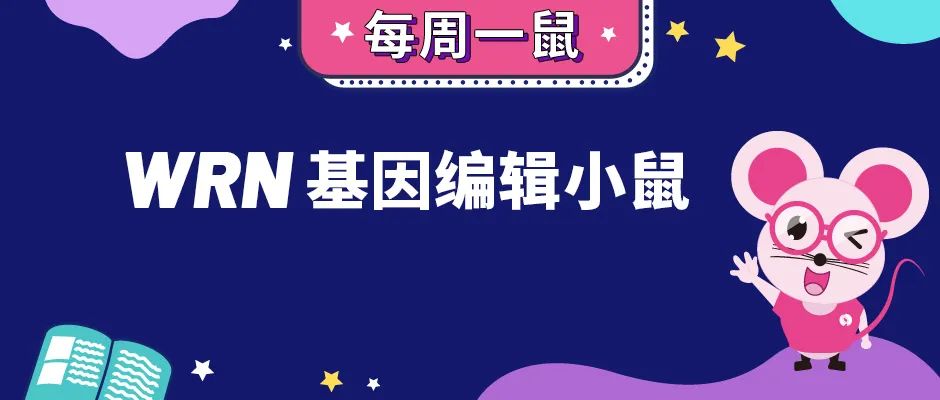 成人早老症？让我来搞定！——WRN基因编辑小鼠