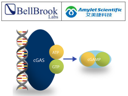 BellBrook 艾美捷 重组cGAS酶说明书