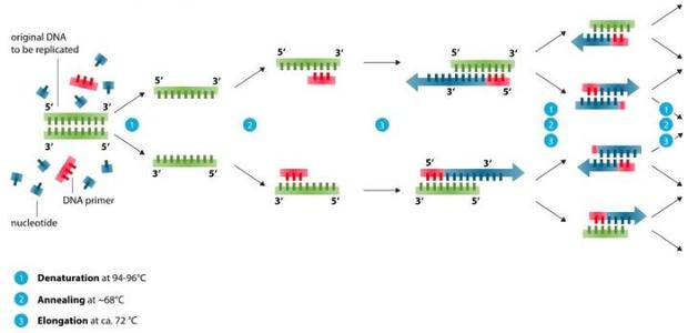 关于支原体检查，欧洲药典说了些什么？