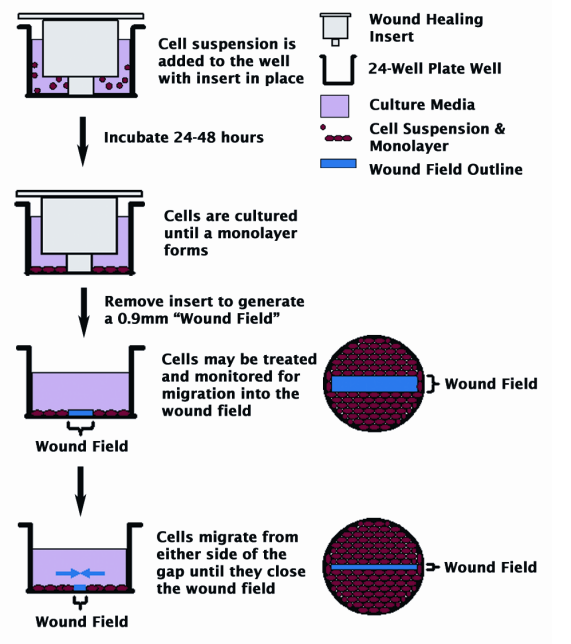 艾美捷 24孔细胞划痕试验试剂盒检测原理说明 艾美捷 24孔细胞划痕试验试剂盒检测原理说明