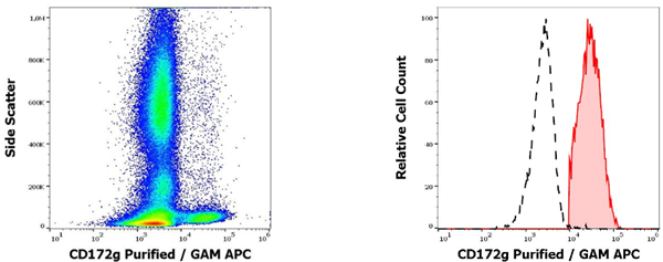 抗人CD172g纯化抗体：限时促销，抢完即止