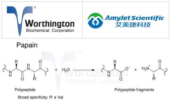 Worthington核心酶——木瓜蛋白酶的特征及相关应用 Worthington核心酶——木瓜蛋白酶的特征及相关应用