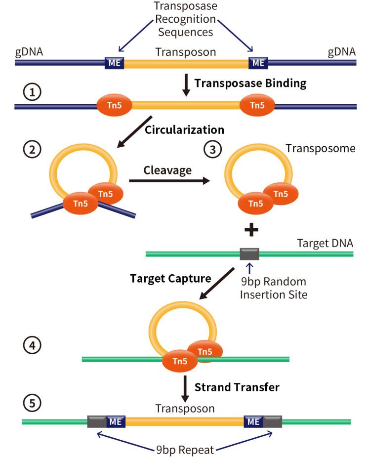 建库黑科技，BeyoNGS™ Tn5转座酶来啦！