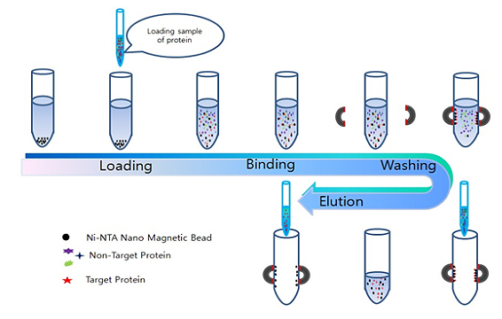 沪震生物|抗体纯化篇