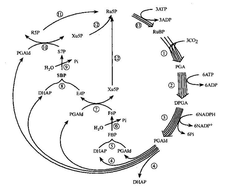 常见用于评价卡尔文循环的生化检测指标