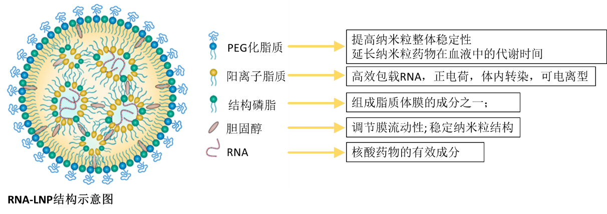 已上市LNP药物处方及专利分析​