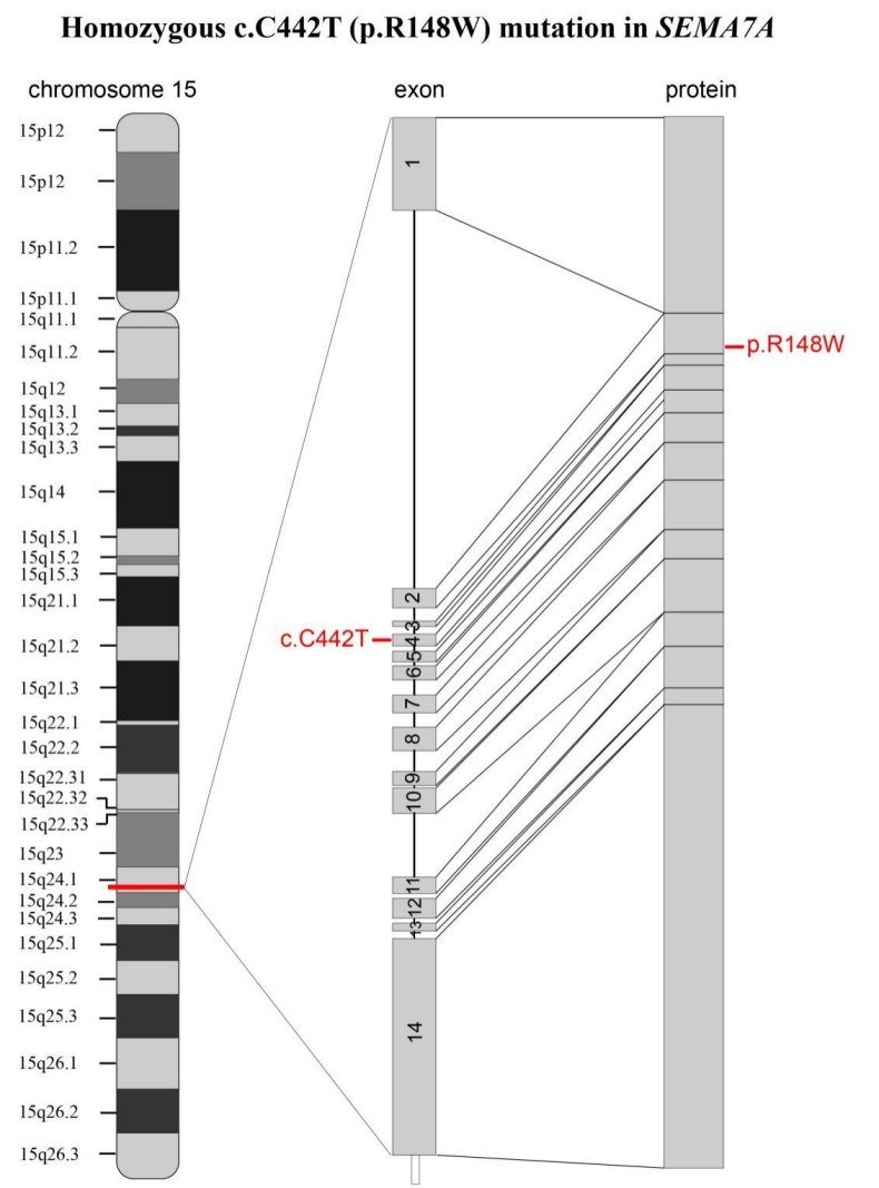 IF 12——PFIC新机制的提出与研究进展