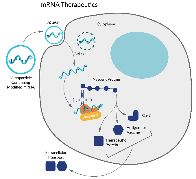 mRNA合成全流程产品解决方案