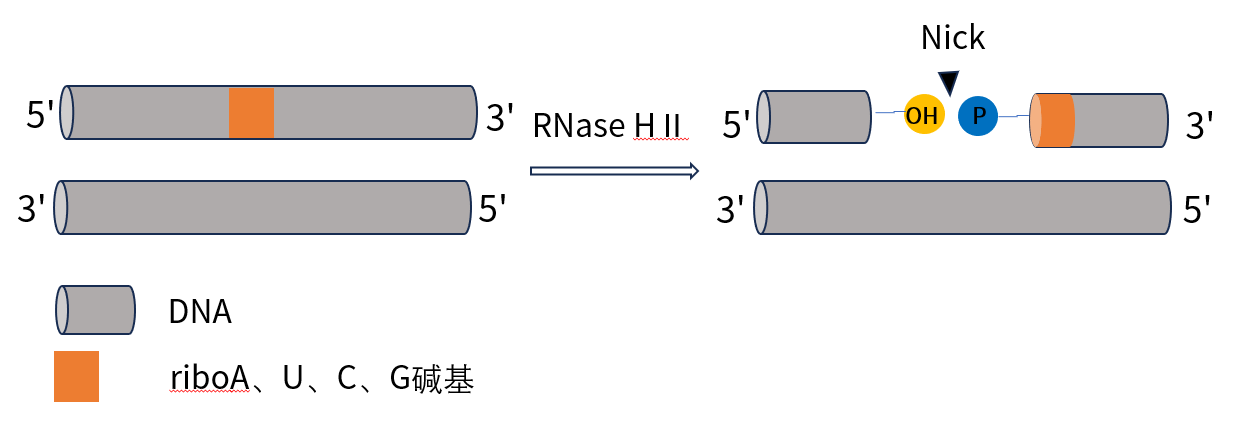 上新 | 热稳定、低宿主残留的RNase HII来咯！