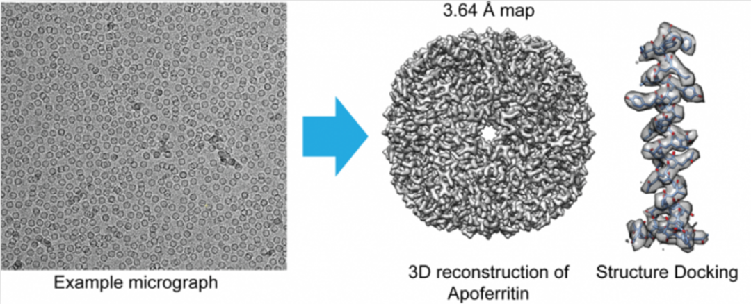 探索生命的“纯粹“ | 赛默飞全新分离纯化解决方案