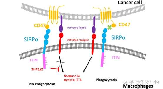 CD47抗体开发技术路线汇总&分析