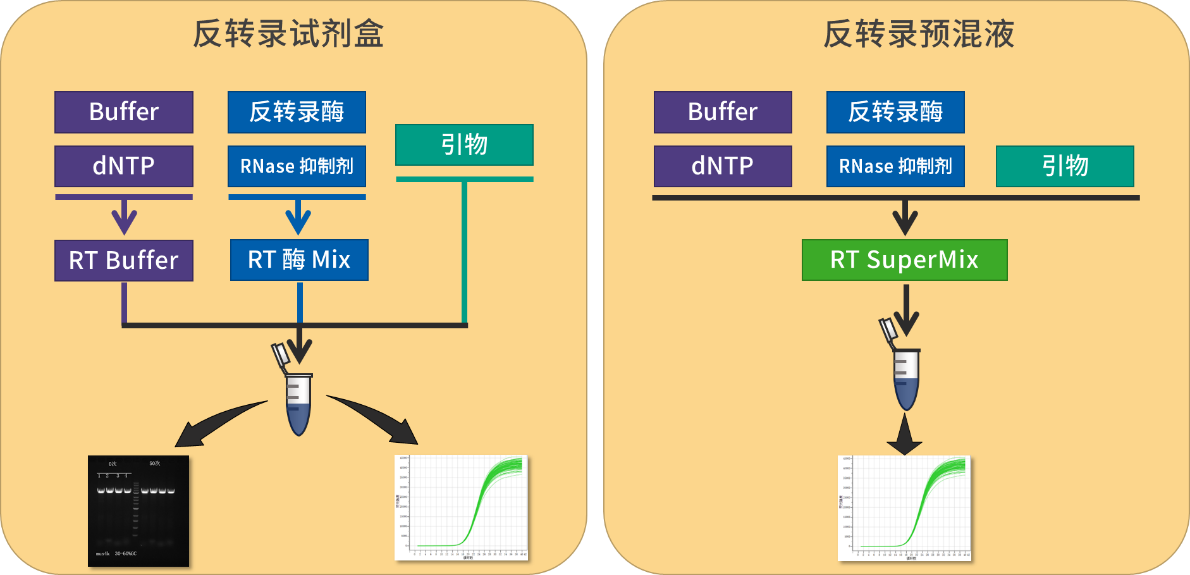 精品推荐 | Hifair系列高效反转录试剂，助力合成高质量cDNA