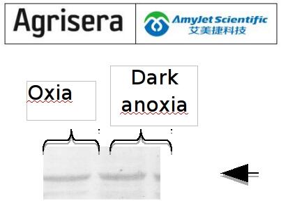 艾美捷 Agrisera MME4丨苹果酸酶说明书 艾美捷 Agrisera MME4丨苹果酸酶说明书