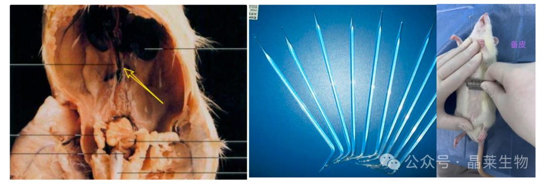 1709541728262165.png 新闻图片12