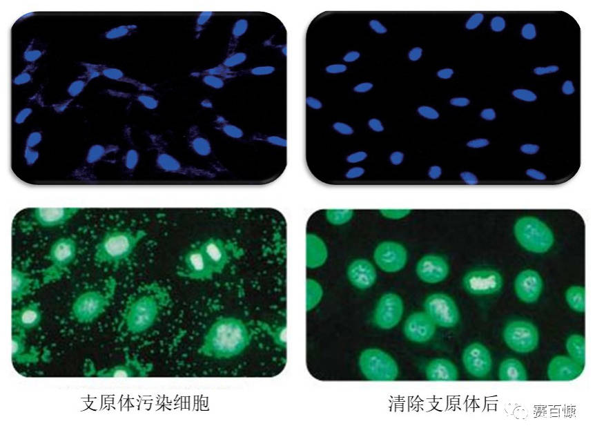 细胞出现支原体污染产生的影响和清除服务有哪些?