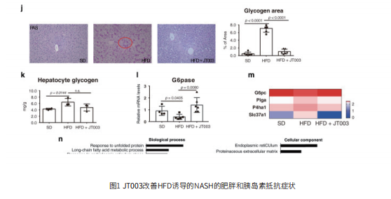 JT003激动剂改善胰岛素抵抗和肝纤维化