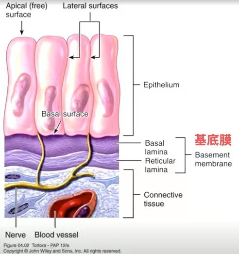 基质胶实验应用攻略大全