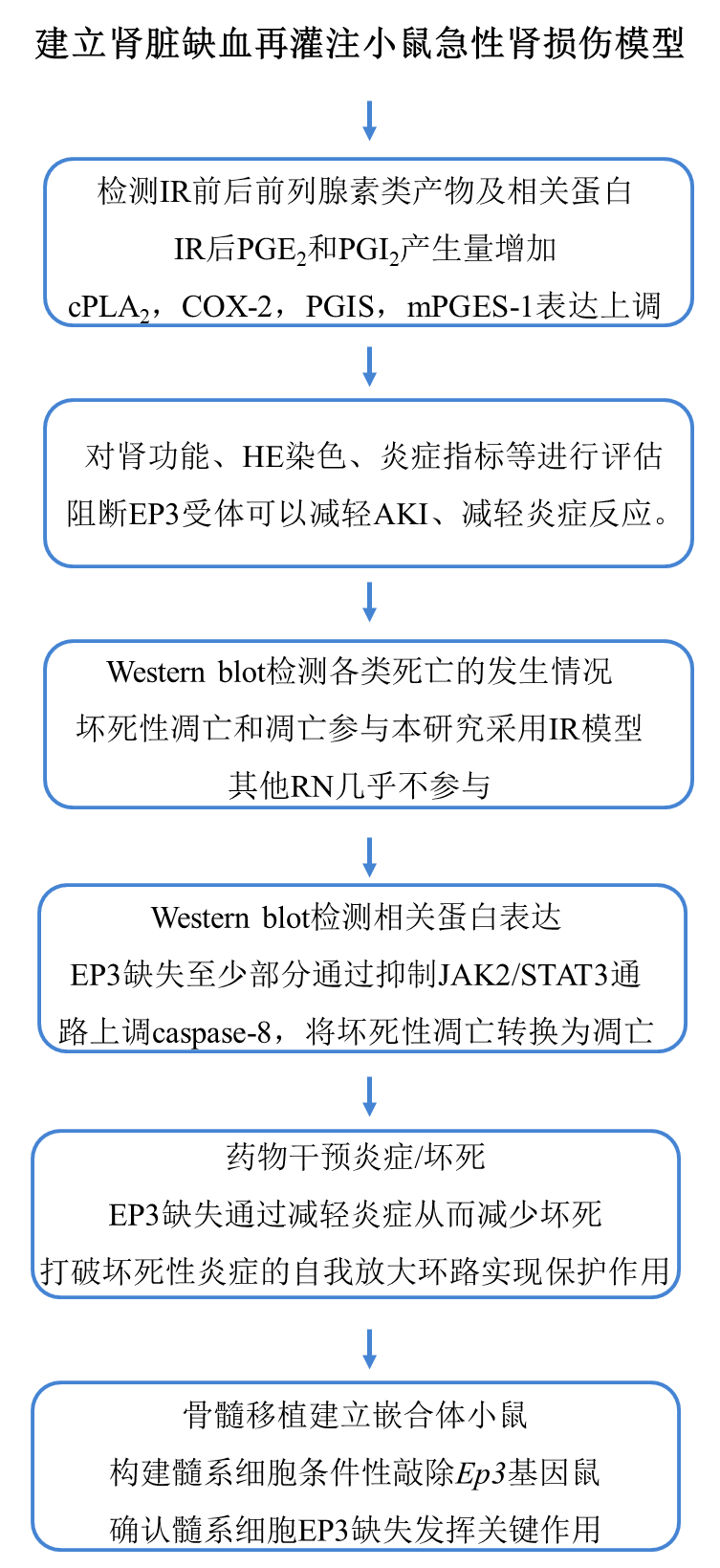 急性肾损伤发病机制