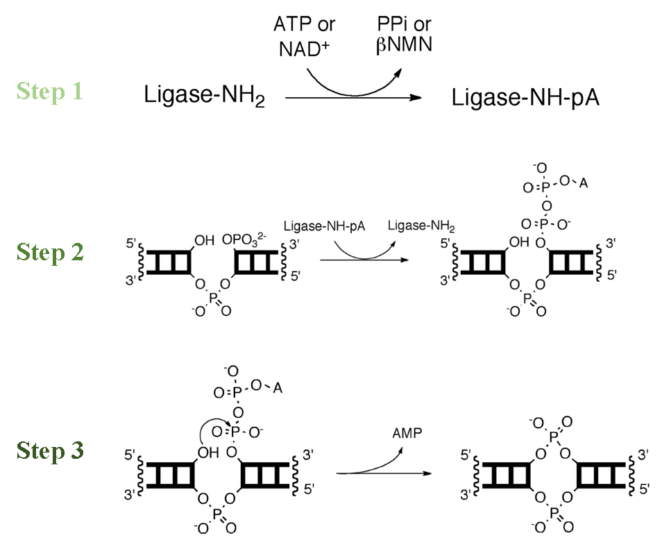 涨知识 | 克隆专题四：分子克隆连接方法