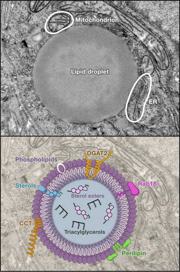 脂滴：不为人知的细胞器，脂滴分离提取试剂盒