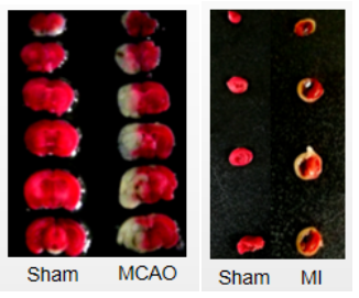 做实验动物疾病模型，云克隆是认真的