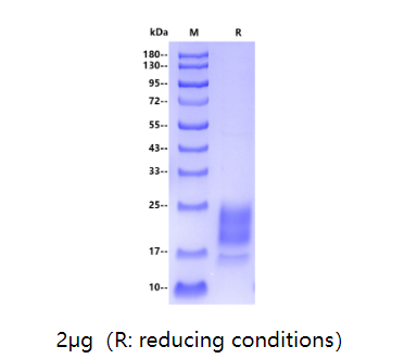 猴痘抗原又上新品——A29L