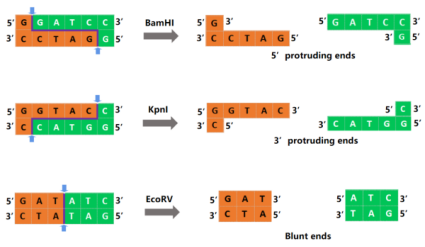 干货│酶切实验的这些坑，你肯定遇到过！