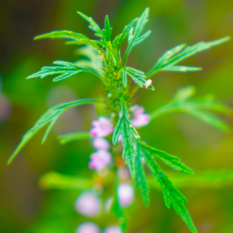 图片5.png 图片5.png