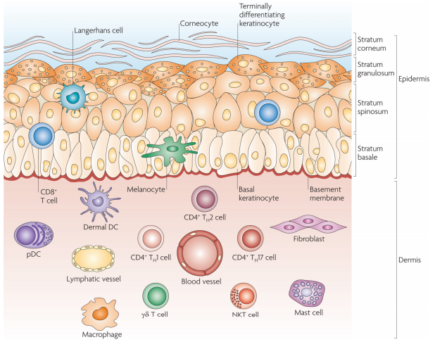 从人和小鼠的皮肤组织制备单细胞悬液