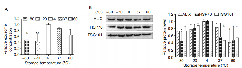 外泌体2.png 外泌体2.png
