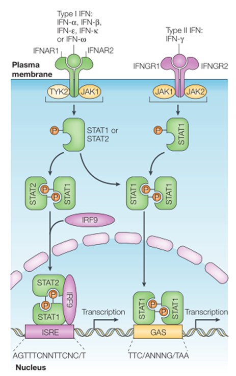 Elabscience细胞因子专题丨干扰素知多少？