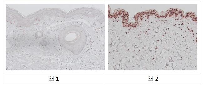 Kamiya艾美捷抗胸腺嘧啶二聚体单抗（环丁\烷嘧啶二聚体CPD）说明书