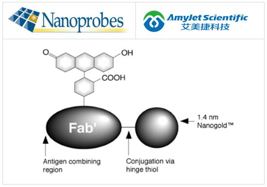 Nanoprobes免疫测定丨FluoroNanogold试剂免疫染色方案 Nanoprobes免疫测定丨FluoroNanogold试剂免疫染色方案