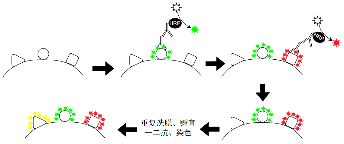 Absin多重荧光免疫组化服务