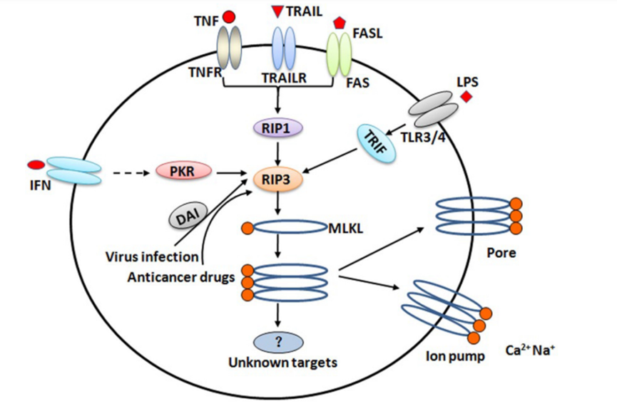 坏死性凋亡分子机制示意图