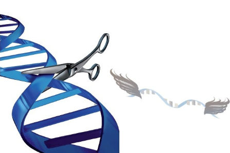 艾美捷 RmesFect CRISPR转染试剂解决方案