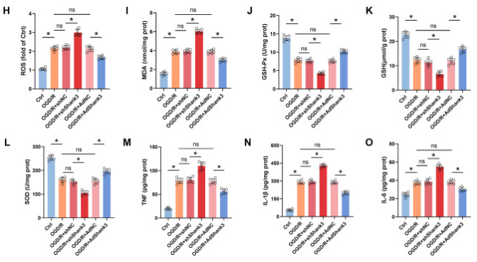 客户文献分享，IF＞11|Shank3：脑缺血再灌注损伤的守护者，揭示神经保护的新篇章