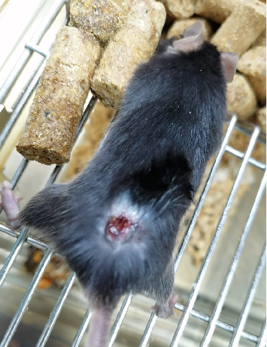 鼠皮肤状态异常怎么办