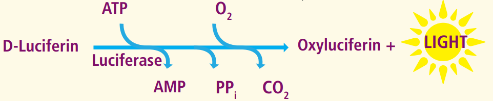 检测细胞增殖/毒性，一步法轻松搞定 --ATPlite 1 step assay