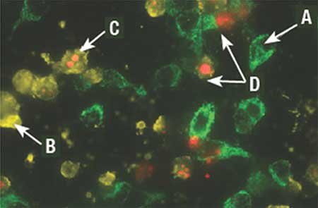 检测细胞凋亡关键特征的七大法宝